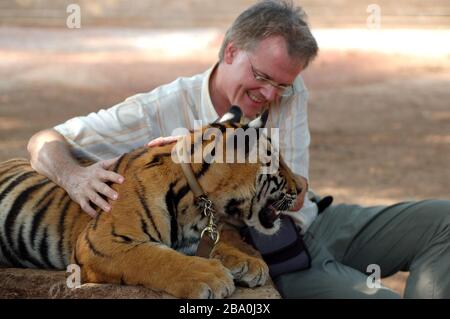 Besucher dürfen im Wat Pha Luang Ta Bua in Thailand für Bilder mit den Tigern posieren. Stockfoto