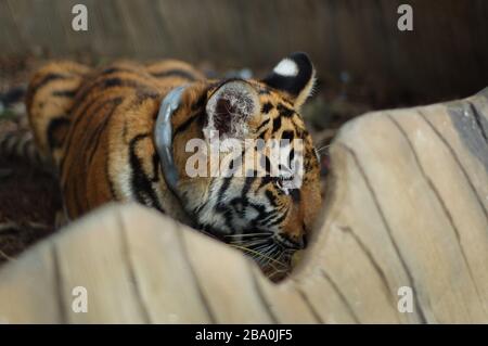 Besucher dürfen im Wat Pha Luang Ta Bua in Thailand für Bilder mit den Tigern posieren. Stockfoto