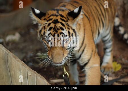 Besucher dürfen im Wat Pha Luang Ta Bua in Thailand für Bilder mit den Tigern posieren. Stockfoto