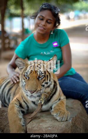 Besucher dürfen im Wat Pha Luang Ta Bua in Thailand für Bilder mit den Tigern posieren. Stockfoto