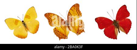 Set mit wunderschönen gelben, roten und orangefarbenen Schmetterlingen. Cymothoe excelsa isoliert auf weißem Hintergrund. Schmetterling NYMPHALIDAE und Schmetterling Phoebis philea Stockfoto