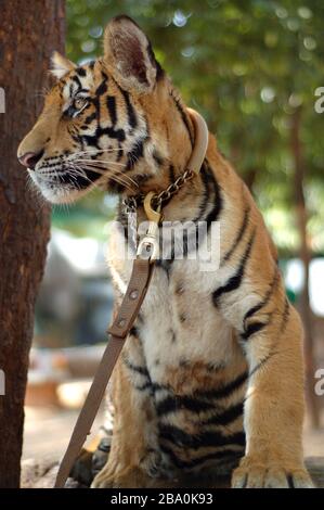 Besucher dürfen im Wat Pha Luang Ta Bua in Thailand für Bilder mit den Tigern posieren. Stockfoto