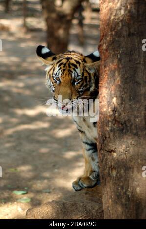 Besucher dürfen im Wat Pha Luang Ta Bua in Thailand für Bilder mit den Tigern posieren. Stockfoto