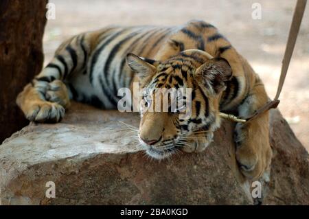 Besucher dürfen im Wat Pha Luang Ta Bua in Thailand für Bilder mit den Tigern posieren. Stockfoto