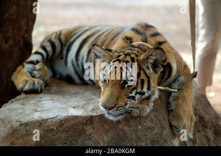 Besucher dürfen im Wat Pha Luang Ta Bua in Thailand für Bilder mit den Tigern posieren. Stockfoto