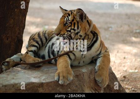 Besucher dürfen im Wat Pha Luang Ta Bua in Thailand für Bilder mit den Tigern posieren. Stockfoto