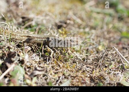 Gemeinen Eidechse (Zootoca Vivipara) Stockfoto