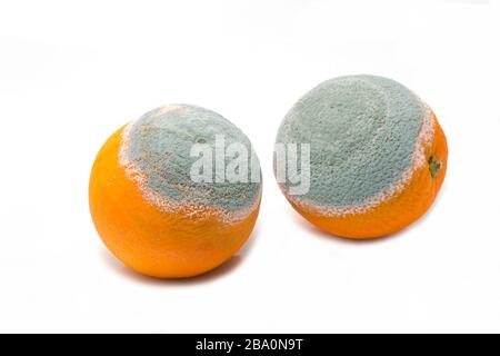 Zwei schimmelige Orangen, die verrottet sind. Weißer Hintergrund. England GB Stockfoto