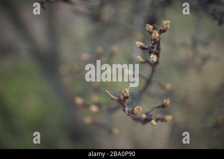 Blühender Birnbaum verzweigt sich in der Nähe des Frühlinggartens, weicher selektiver Fokus mit schöner natürlicher Bokeh Stockfoto