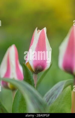 Rote Tulpe breit mit Weiß umrandet. Große Blumen an kurzen stabilen Stielen Stockfoto