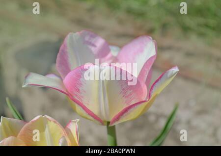 Tulip Del Piero. Weiße Tulpe breit mit Rosa umrandet. Die Blütenhülle ist gestreift oder meliert Stockfoto