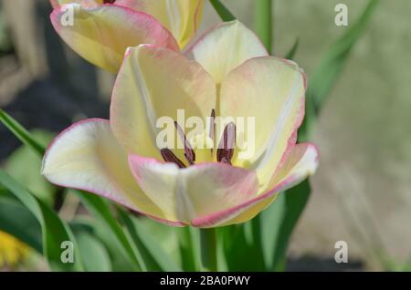 Tulip Del Piero. Weiße Tulpe breit mit Rosa umrandet. Die Blütenhülle ist gestreift oder meliert. Del Piero Tulpe weiß und pink Stockfoto