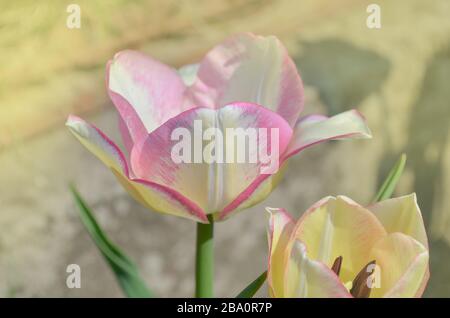 Tulip Del Piero. Weiße Tulpe breit mit Rosa umrandet. Die Blütenhülle ist gestreift oder meliert Stockfoto