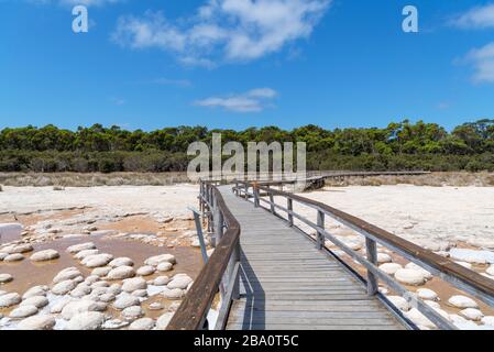 Thromboliten am Lake Clifton, Yalgorup-Nationalpark, Western Australia, Australien Stockfoto