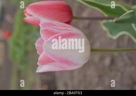 Tulip Del Piero. Weiße Tulpe breit mit Rosa umrandet. Die Blütenhülle ist gestreift oder meliert Stockfoto