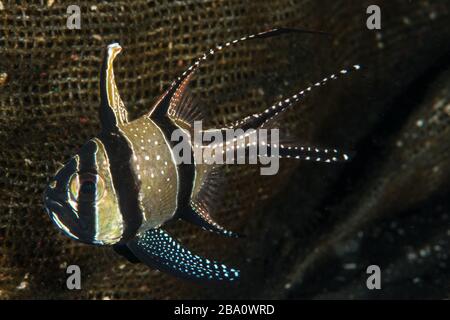 Lebewesen aus Lembeh - Unterwassermakro Fotografie Stockfoto