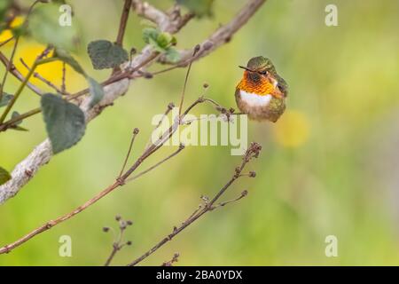 Einer der kleinsten Kolibris, der Szintillant Kolibris (Selasphorus scintilla), ist nur in Teilen von Costa Rica und Panama zu finden. Stockfoto