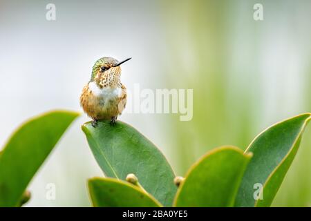 Einer der kleinsten Kolibris, der Szintillant Kolibris (Selasphorus scintilla), ist nur in Teilen von Costa Rica und Panama zu finden. Stockfoto