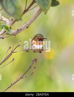 Einer der kleinsten Kolibris, der Szintillant Kolibris (Selasphorus scintilla), ist nur in Teilen von Costa Rica und Panama zu finden. Stockfoto