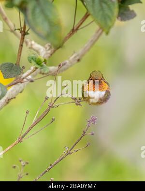 Einer der kleinsten Kolibris, der Szintillant Kolibris (Selasphorus scintilla), ist nur in Teilen von Costa Rica und Panama zu finden. Stockfoto