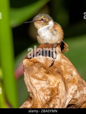 Einer der kleinsten Kolibris, der Szintillant Kolibris (Selasphorus scintilla), ist nur in Teilen von Costa Rica und Panama zu finden. Stockfoto