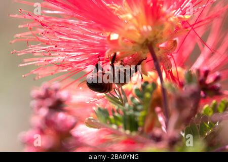 Biene auf einer Kaktusblume. Bienenkaktus Blume, bestäubt Stockfoto