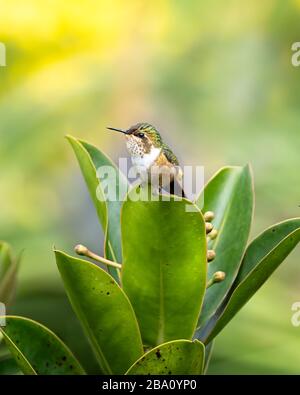 Einer der kleinsten Kolibris, der Szintillant Kolibris (Selasphorus scintilla), ist nur in Teilen von Costa Rica und Panama zu finden. Stockfoto