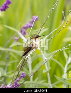 Einer der kleinsten Kolibris, der Szintillant Kolibris (Selasphorus scintilla), ist nur in Teilen von Costa Rica und Panama zu finden. Stockfoto