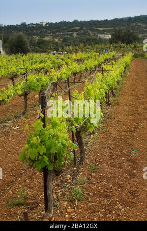 Weinberg auf Zypern, im Frühjahr mit Weinreben, die neue Wachstumsblätter zeigen. Stockfoto