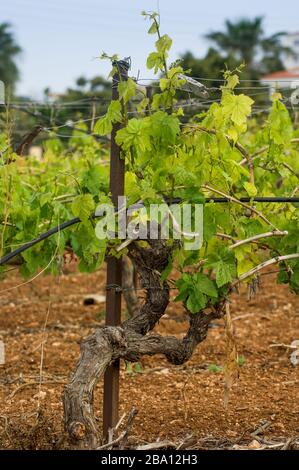 Weinberg auf Zypern, im Frühjahr mit Weinreben, die neue Wachstumsblätter zeigen. Stockfoto