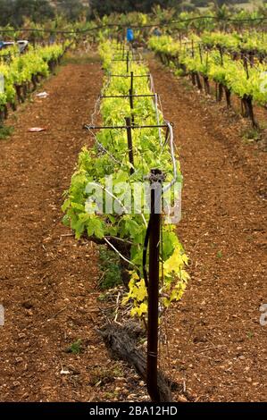 Weinberg auf Zypern, im Frühjahr mit Weinreben, die neue Wachstumsblätter zeigen. Stockfoto