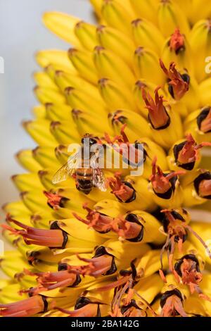 Biene auf einer Kaktusblume. Bienenkaktus Blume, bestäubt Stockfoto