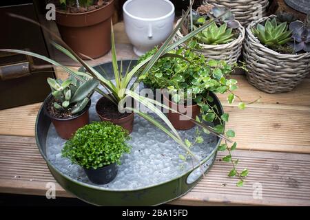 Eine andere Reihe von Pflanzen in Innenräumen: dracaena, Efeue, Liana, Sukkulent in Töpfen sind auf einem Tisch am Eingang zum Laden zu kaufen Stockfoto