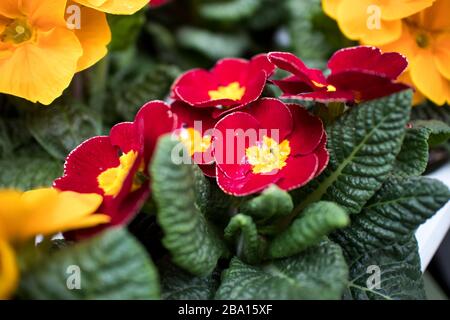Mehrfarbige Primrose in Töpfen zum Verkauf auf einem Bauernmarkt Stockfoto