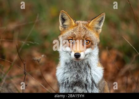 Ein schönes Exemplar des Rotfuchses isoliert mit dickem Fell Stockfoto