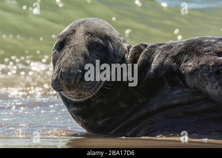 Graue Dichtung auf der vorgelagerten Insel Helgoland in der deutschen Nordsee Stockfoto