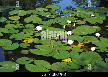 Blumen an den Seerosen und grüne Blätter runden die Ansicht ab Stockfoto