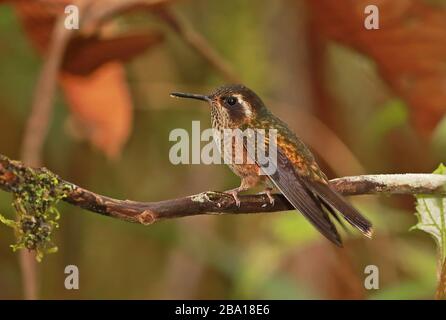 Gesprenkelter Hummingbird (Adelomyia melanogenys maculata) Erwachsener thront auf der Filiale Owlet Lodge, Peru Februar Stockfoto