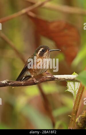 Gesprenkelter Hummingbird (Adelomyia melanogenys maculata) Erwachsener thront auf der Filiale Owlet Lodge, Peru Februar Stockfoto