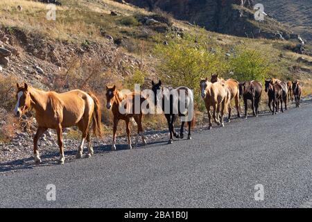 Gruppe von Pferden, die sich auf der Seite einer Asphaltstraße im ländlichen Kirgisistan in Zentralasien bewegen. Pferde in Braun, Gelb, Orange und Schwarz. Stockfoto