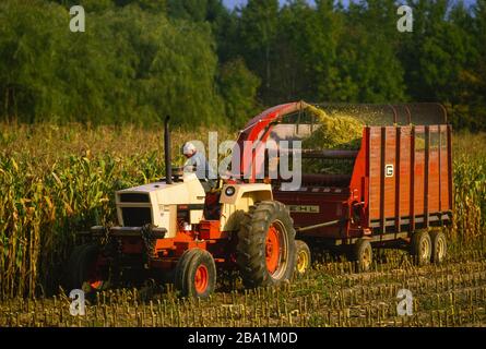 OSWEGO COUNTY, NEW YORK, USA, SEPTEMBER 1985 - Farmer on Tractor Hacken füttern Mais auf dem Feld. Stockfoto