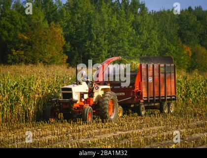 OSWEGO COUNTY, NEW YORK, USA, SEPTEMBER 1985 - Farmer on Tractor Hacken füttern Mais auf dem Feld. Stockfoto