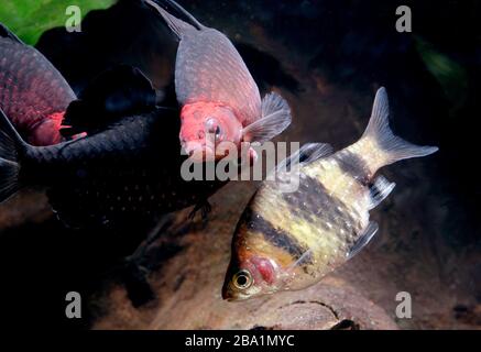 Schwarzer Rubinbarb und Tiger-Barb im Aquarium Stockfoto