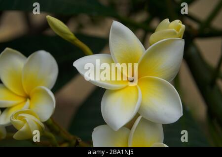 Nahaufnahme der frangipani Blumen Stockfoto