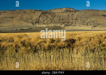 Feuchtgebiete an der Centre Patrol Road und Jackass Mtn im Dist im Malheur National Wildlife Refuge, Oregon, USA Stockfoto