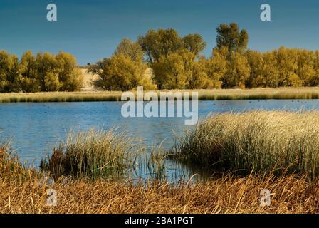 Schilf, Weiden, Baumwollbäume, einige Vögel am Benson Pond im Malheur National Wildlife Refuge, Oregon, USA Stockfoto