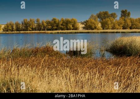 Schilf, Weiden, Baumwollbäume, einige Vögel am Benson Pond im Malheur National Wildlife Refuge, Oregon, USA Stockfoto