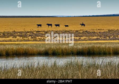 Cowboy- und Rindermetallausschnitte von der Centre Patrol Road im Malheur National Wildlife Refuge, Oregon, USA Stockfoto