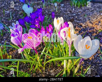 Bunte helle Krokusse auf felsigem Boden. Die ersten Frühlingsblumen erwecken nach dem Schneeschmelzen das Leben. Stockfoto