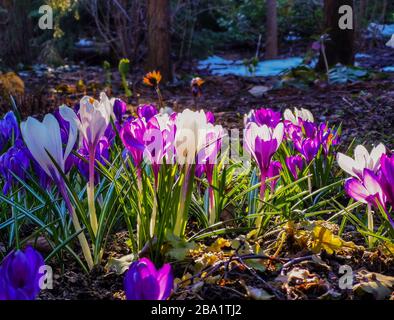 Bunte helle Krokusse auf felsigem Boden. Die ersten Frühlingsblumen erwecken nach dem Schneeschmelzen das Leben. Stockfoto